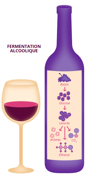 Fermentation alcoolique _ Edition UPSaclay 26 _ FR
