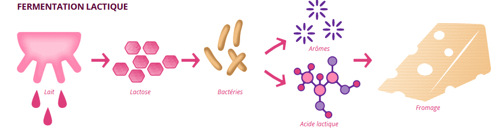 Fermentation lactique _ Edition UPSaclay 26 _ FR