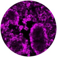 Mousse stabilis&eacute;e par de la cire de son de riz